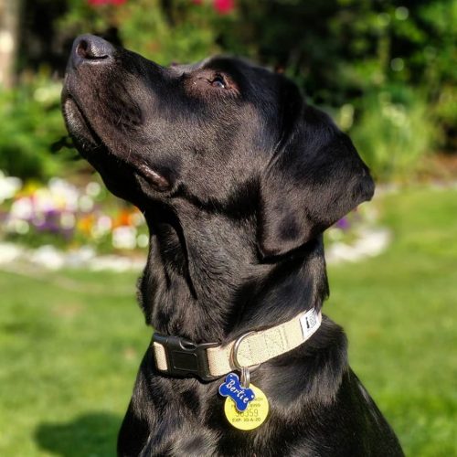 Hemp Dog Collar - Image 3