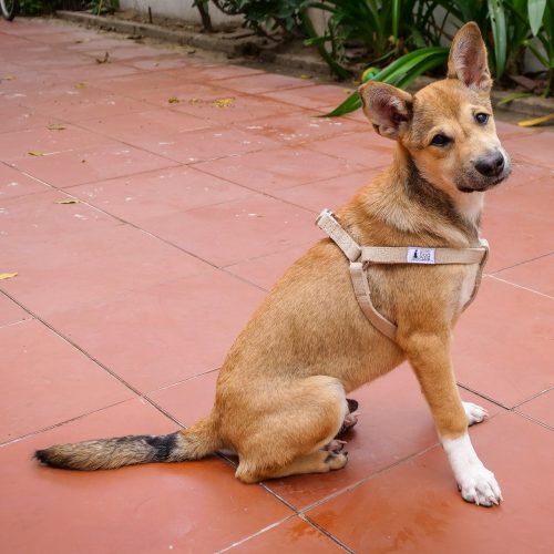 Hemp Dog Harness - Image 2